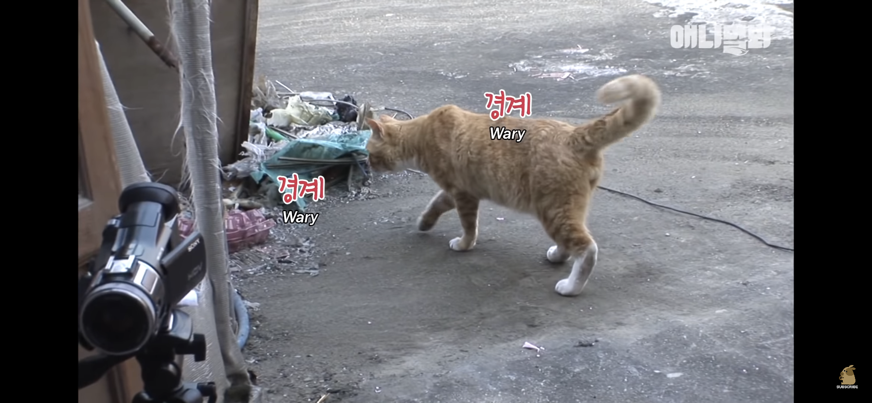 길고양이 목에 쪽지를 달자 생긴 영화같은 일 | 인스티즈