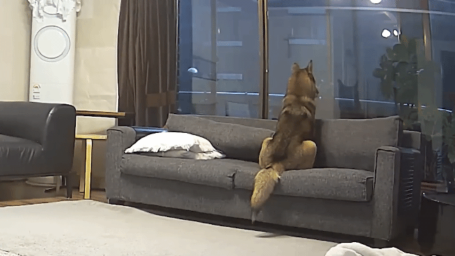 집에 강아지들끼리만 남겨졌을때 | 인스티즈