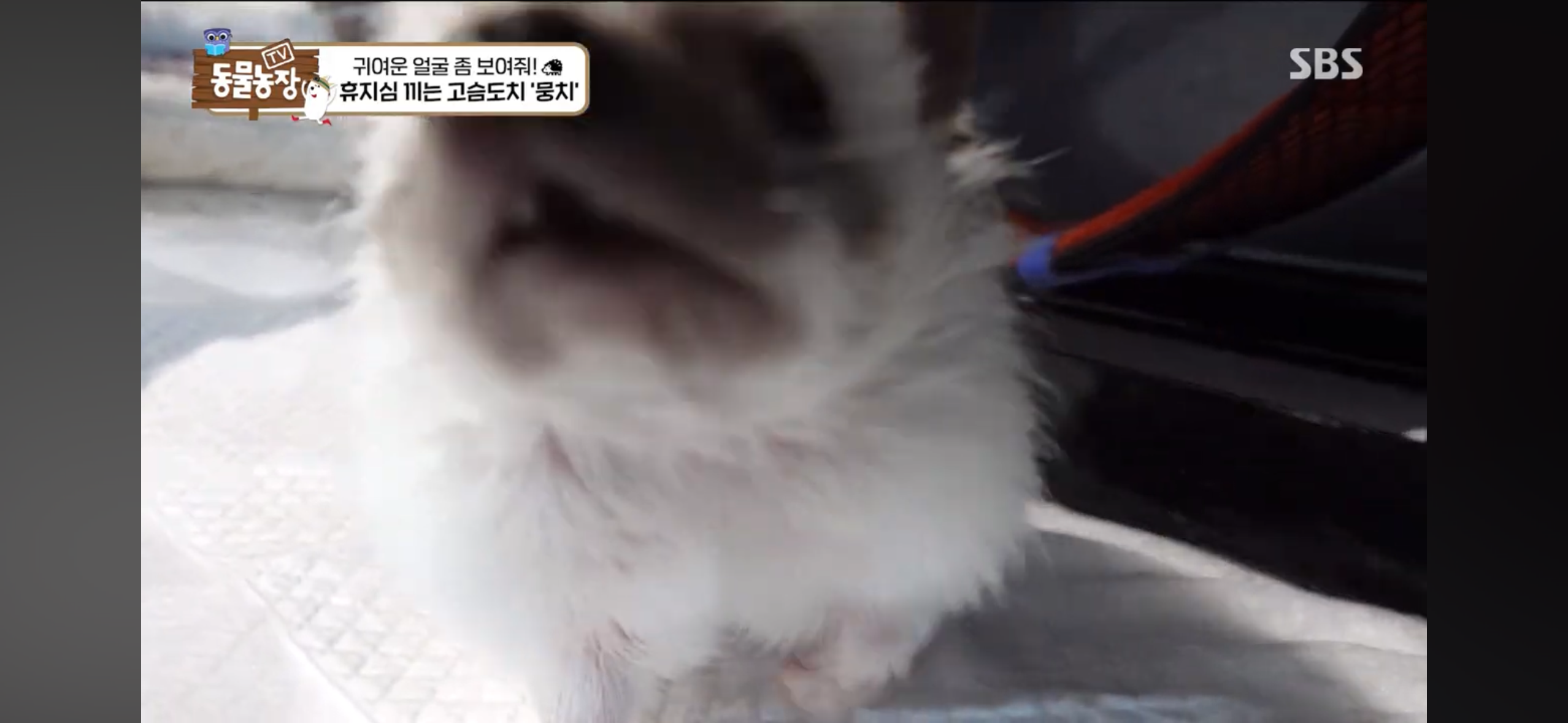 따봉고슴도치 휴지심 좋아도치 | 인스티즈