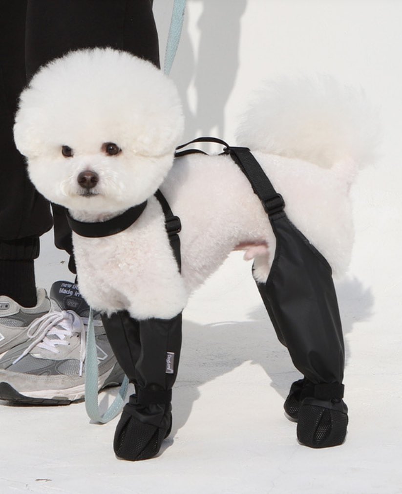 강아지 안벗겨지는 신발 나옴 | 인스티즈