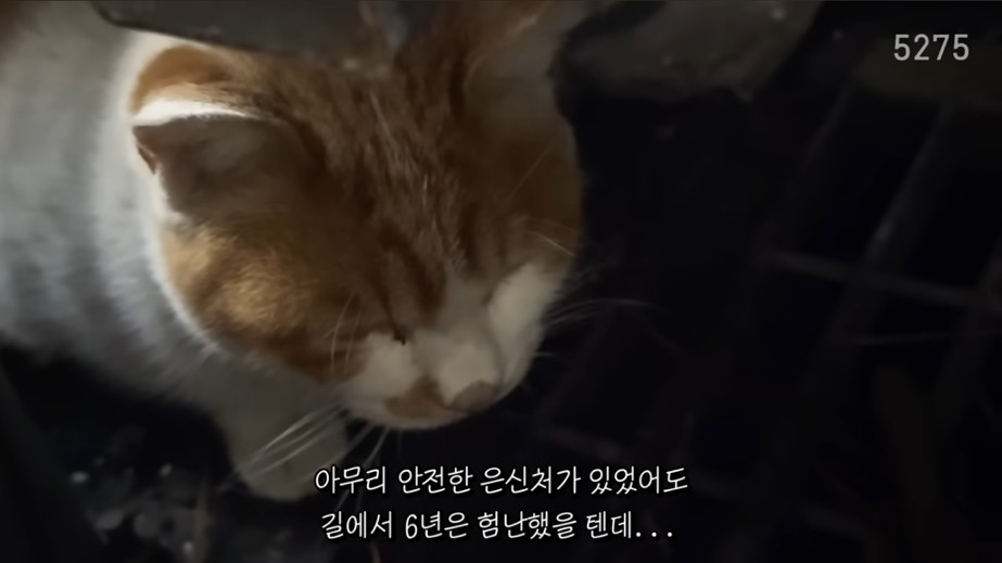 꽁꽁얼어붙은 한강위를 걷는 고양이는 몇살일까? | 인스티즈
