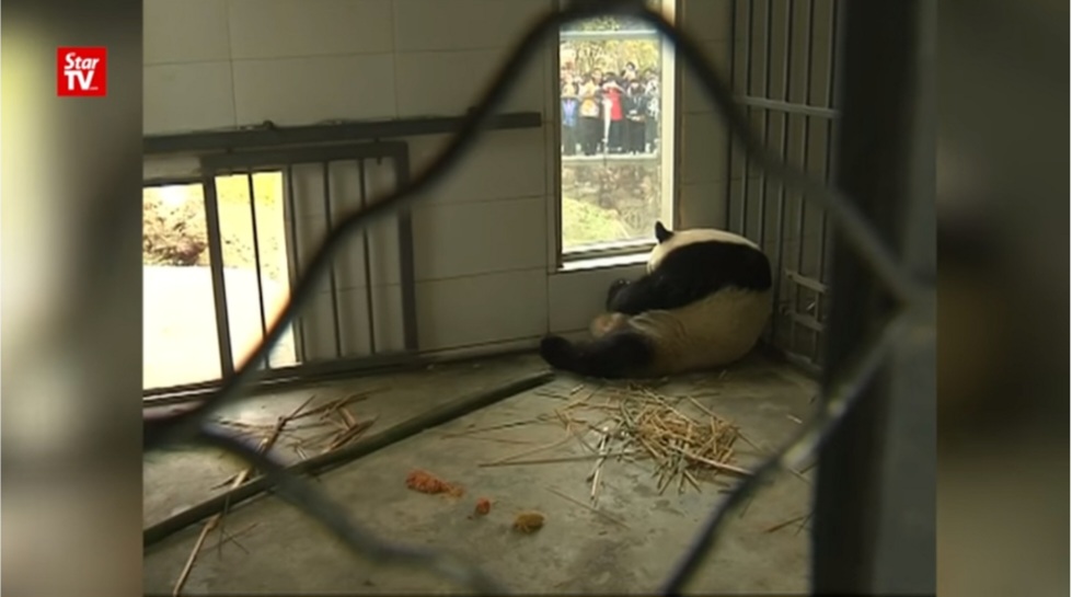 사랑받던 말레이시아 판다, 중국 반환 후 모습...jpggif | 인스티즈