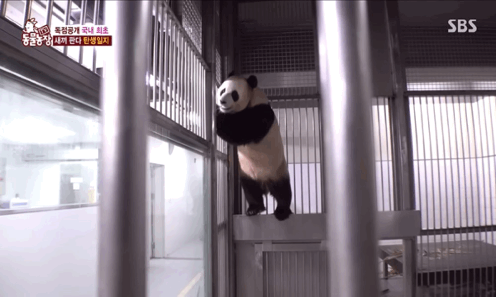 ?? : 진짜 우리나라 판다 애들이 다리 짧아? | 인스티즈