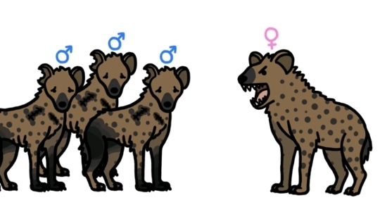 🙋‍♀️암컷 하이에나가 갖고 있는 신체적 특징이 뭔지 알아?🙋‍♀️ | 인스티즈