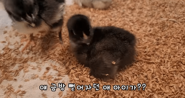 오늘자 폭력적이고 불쌍한 영상 올린 유튜버 매탈남.jpg | 인스티즈