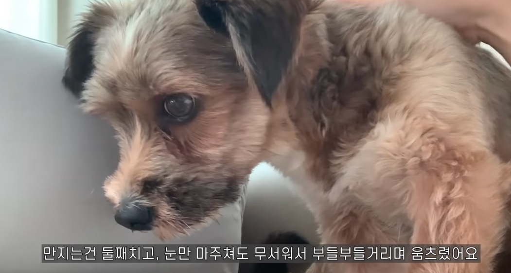 유기견 입양전후 변화. 겁많은 강아지의 100일간 브이로그 | 인스티즈