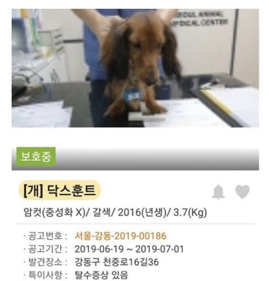 댕댕이 입양 전,후 사진 | 인스티즈