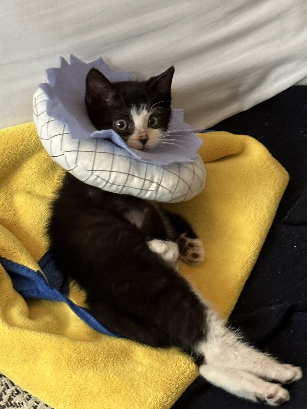 집안 가득 꺄악 소리 울려퍼짐 | 인스티즈