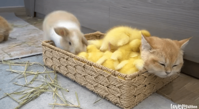 한 바구니 안에 고양이, 오리, 토끼가 포옥 파묻혀 있음 | 인스티즈