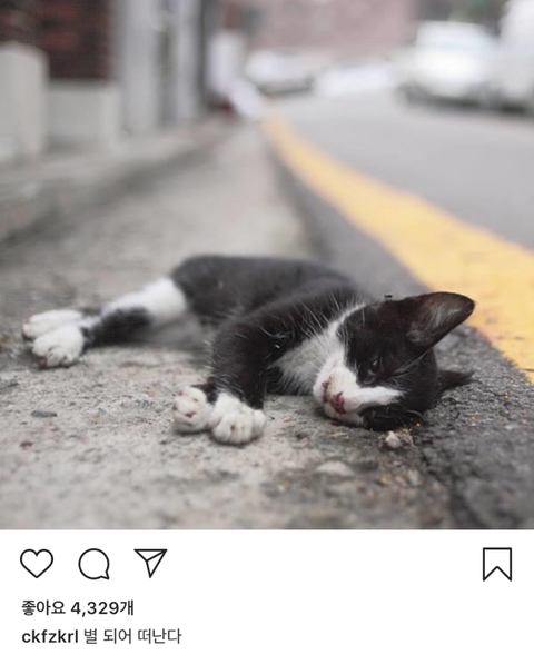 길에서 살아가는 고양이들 모습을 담은 인스타 | 인스티즈