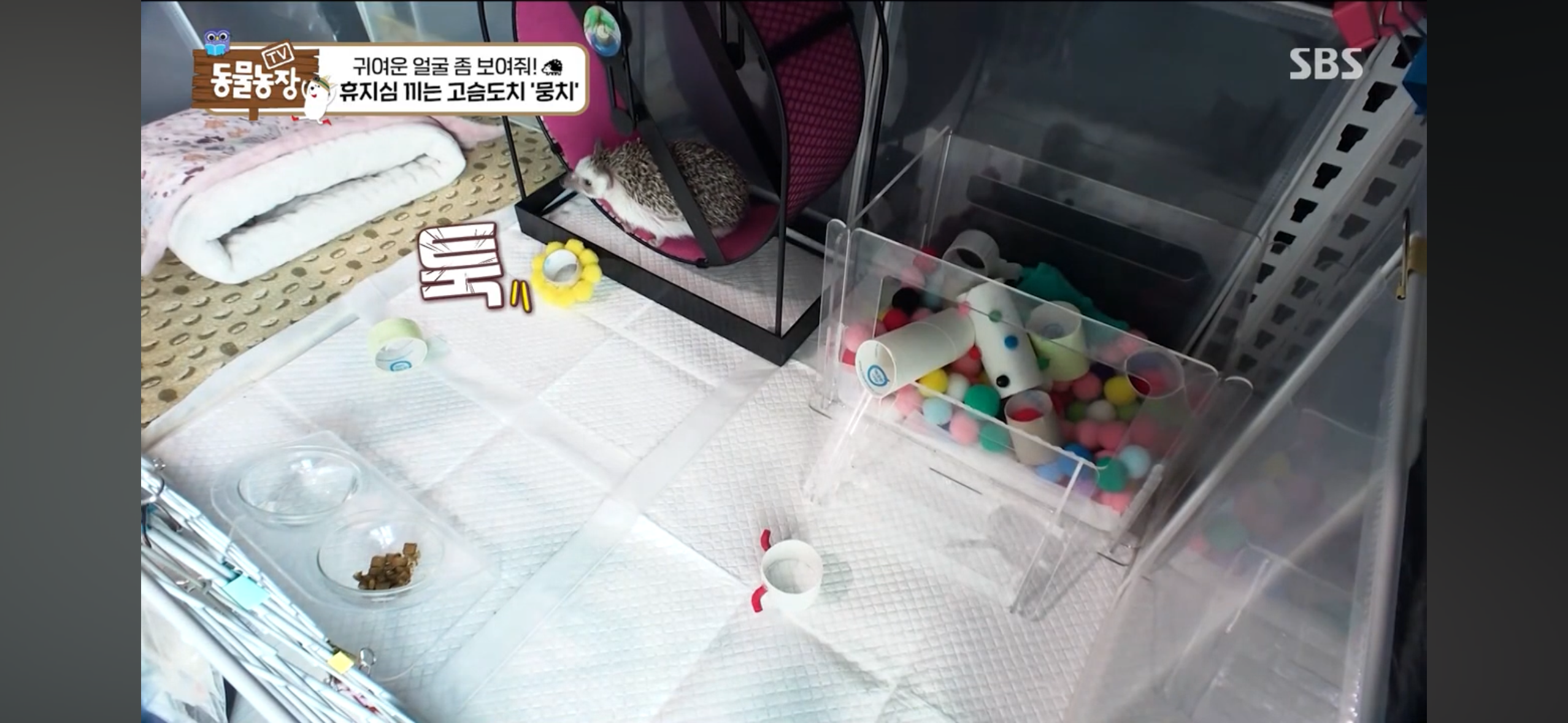 따봉고슴도치 휴지심 좋아도치 | 인스티즈