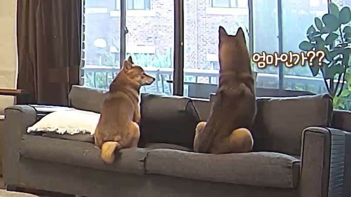 집에 강아지들끼리만 남겨졌을때 | 인스티즈