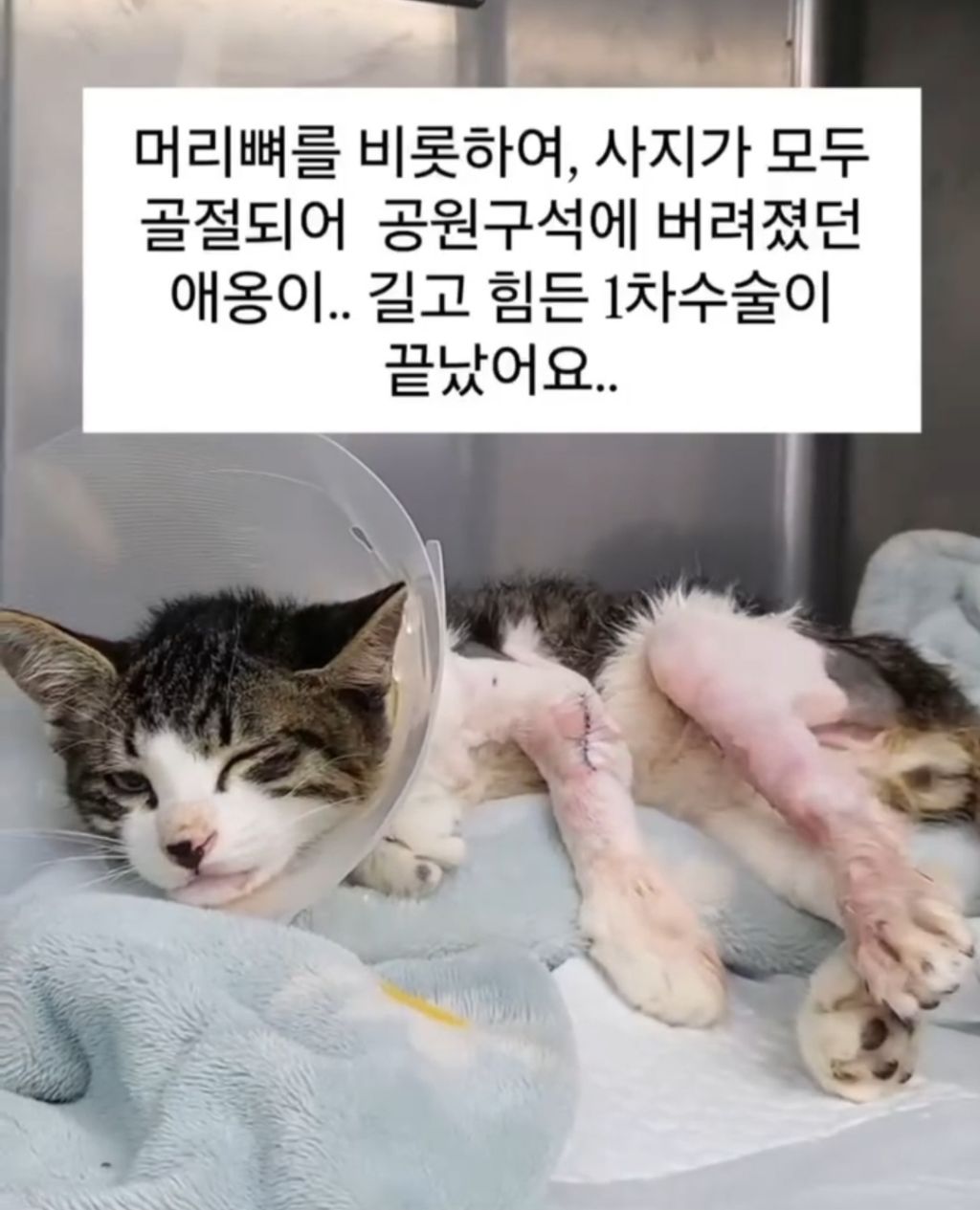목이 꺾인 채 구조 된 고양이 | 인스티즈