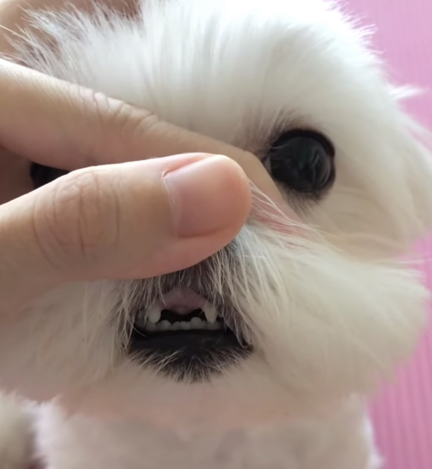 자기 앞니 빠진 줄 모르는 가나디 | 인스티즈