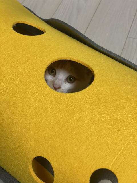 냥줍한지 한달 된 우리 고양이 보고가~!~! | 인스티즈