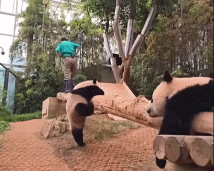 감자다리 후이바오🐼 | 인스티즈