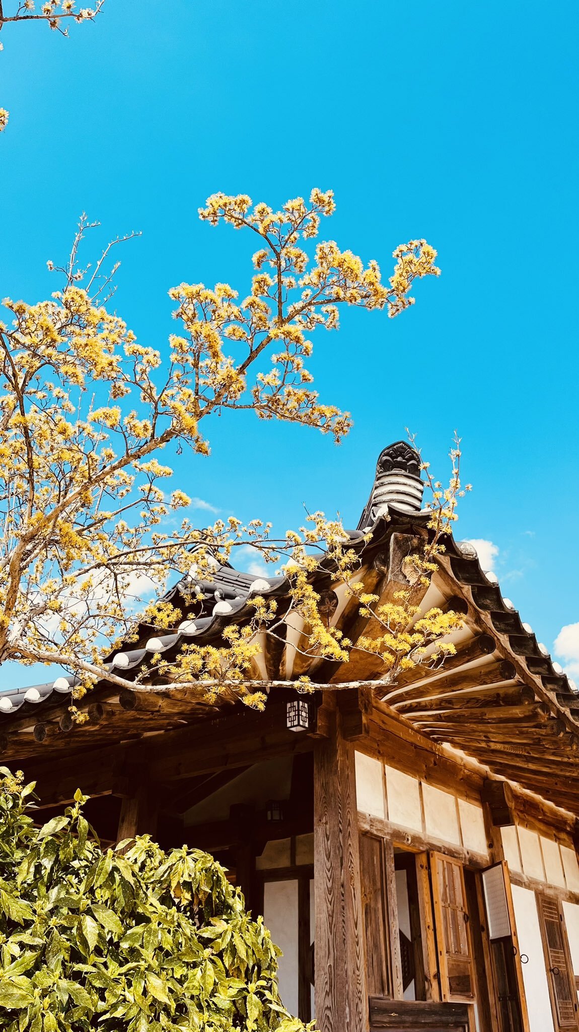 올해 가장 예뻤던 우리나라 문화재 사진 모음.twt | 인스티즈