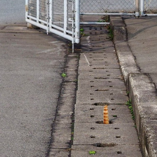 이 세계로 진입하는 길냥이들 | 인스티즈