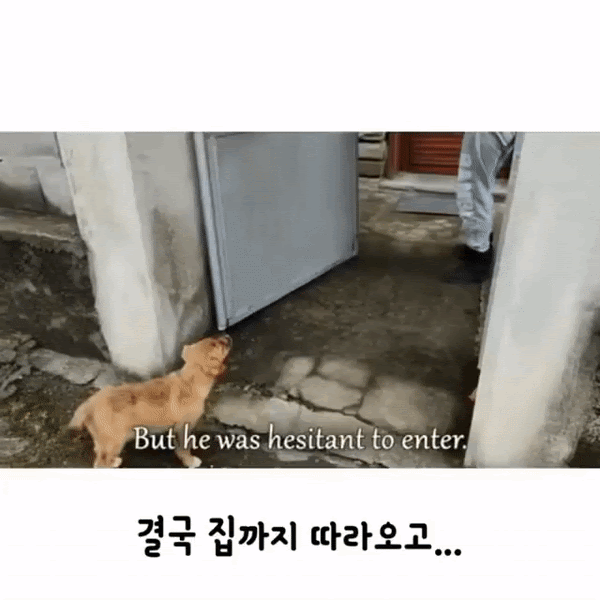 자기를 데려가달라는 강아지.gif | 인스티즈