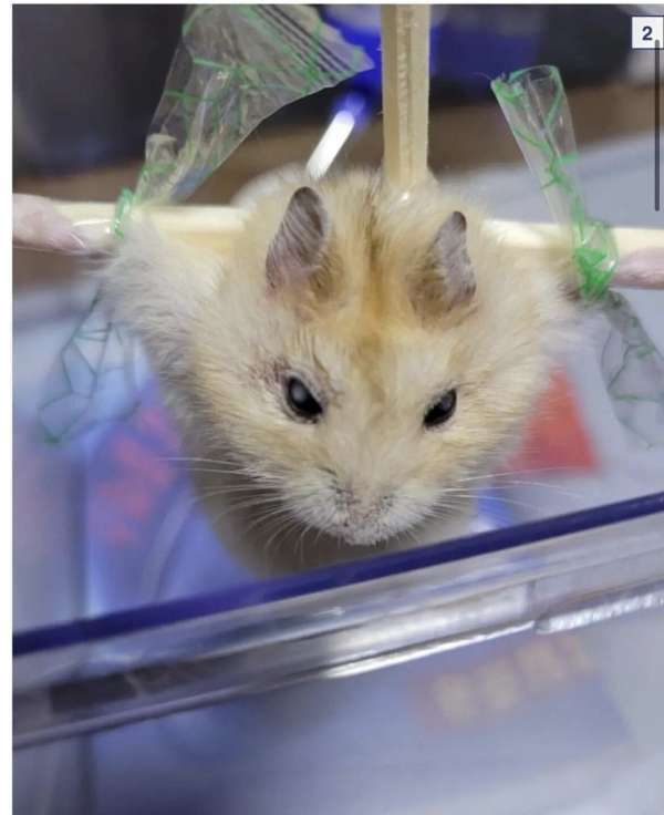 디씨인사이드 야옹이 갤러리 역대만행정리 (잔인함 주의) 사진 | 인스티즈