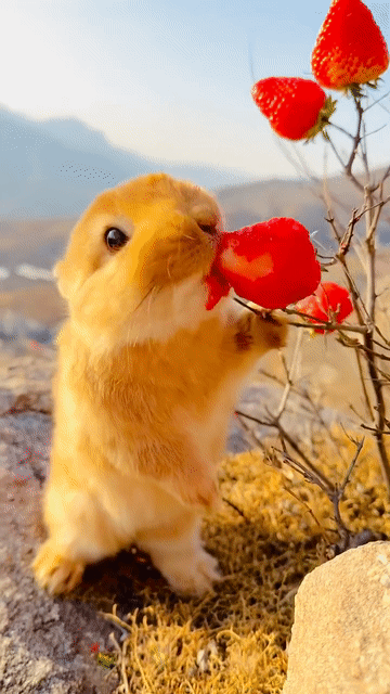 토끼 과일 먹방 | 인스티즈