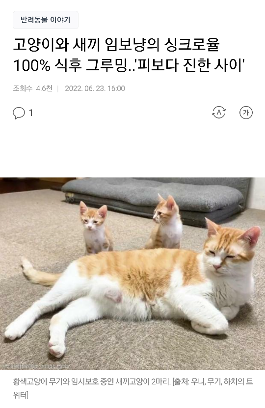 피보다 진한 고냥이들의 싱크로율 100퍼 그루밍 - 악플달면... 차분한 20대들의 알흠다운 공간 피보다 진한 고냥이들의 싱크로율 100퍼 그루밍