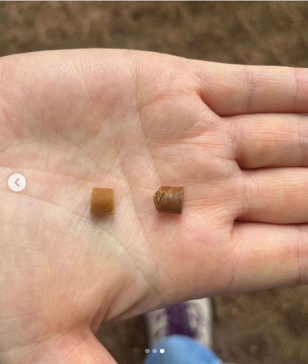 성수동에서 강아지 키우는 여시들 조심해! | 인스티즈