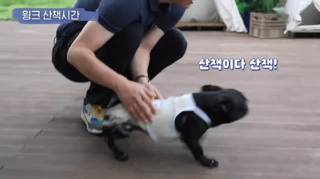 교통사고난 유기견 입양한 설채현 수의사 그리고 윙크 근황😉 | 인스티즈