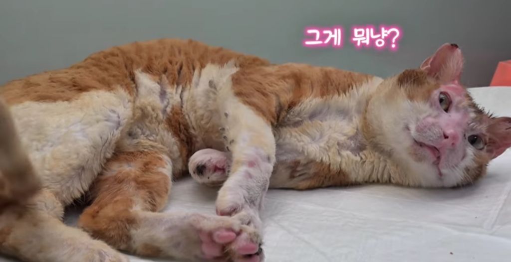 산불로 한쪽다리를 잃은 고양이가 받은 선물 🎁 | 인스티즈