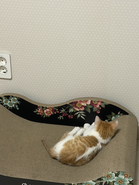 냥줍한지 한달 된 우리 고양이 보고가~!~! | 인스티즈