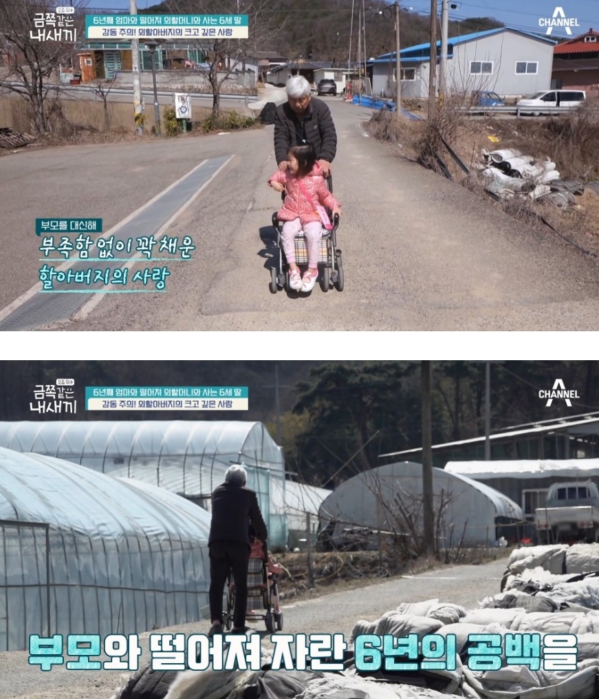 다정함이 전해지던 금쪽이와 할아버지의 산책길 | 인스티즈