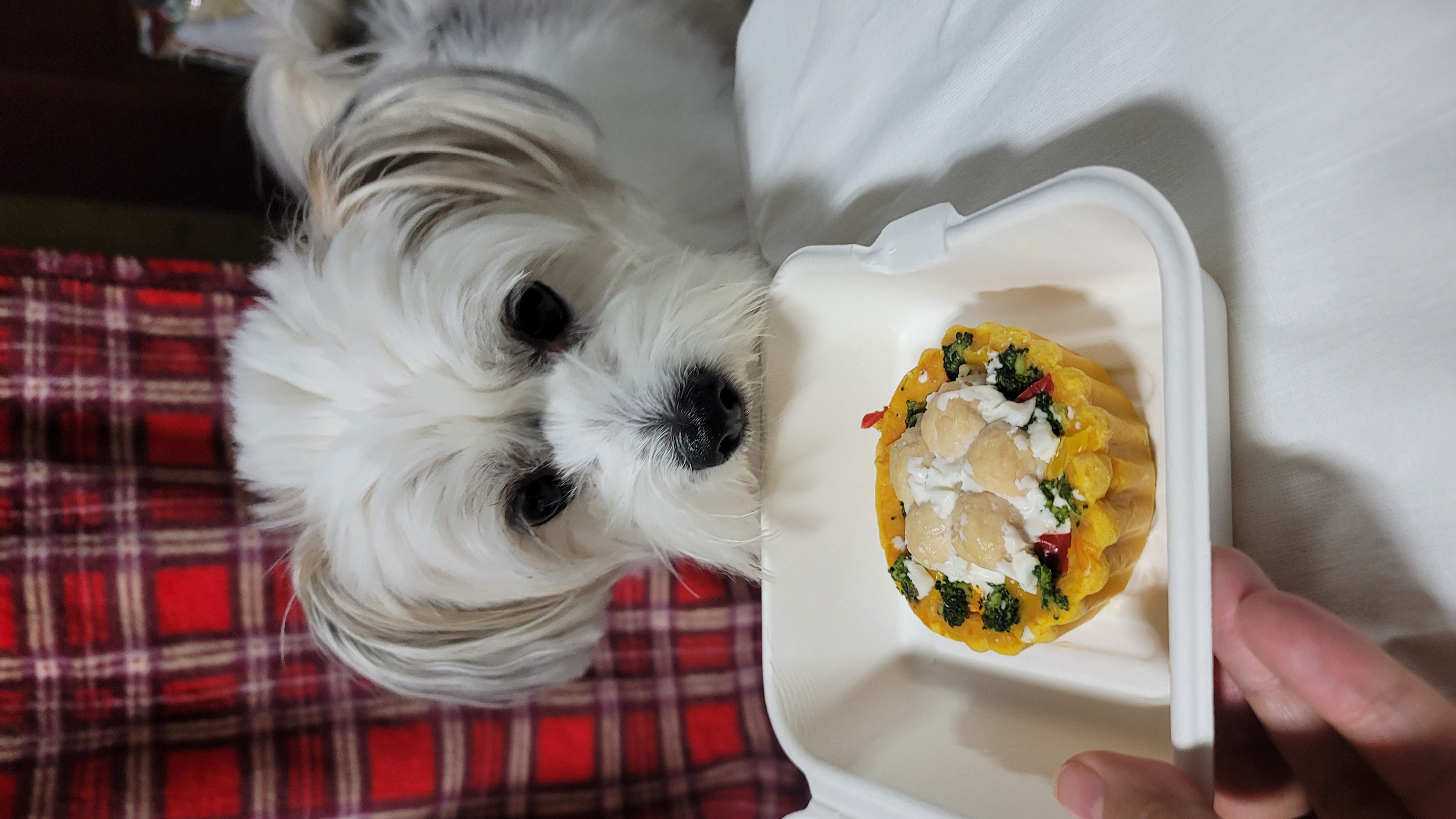 우리 강아지 생일 케이크 받고 놀란듯 | 인스티즈