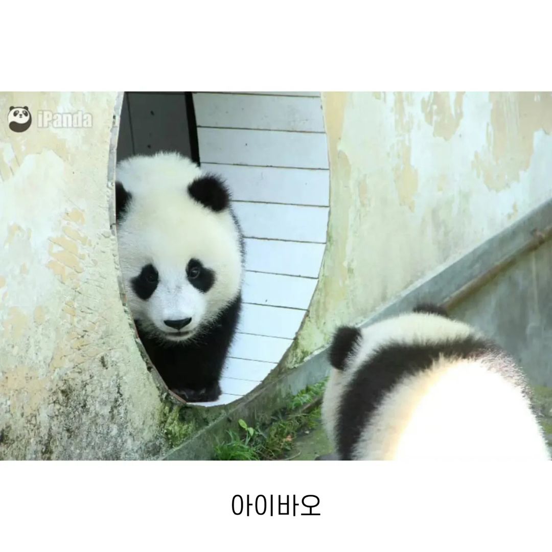 러바오 아이바오 푸바오 각각 1살때.jpg | 인스티즈