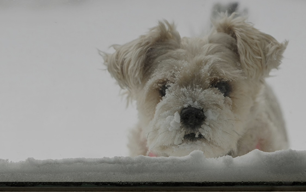 강아지와 슬기롭게 겨울나는 법 | 인스티즈