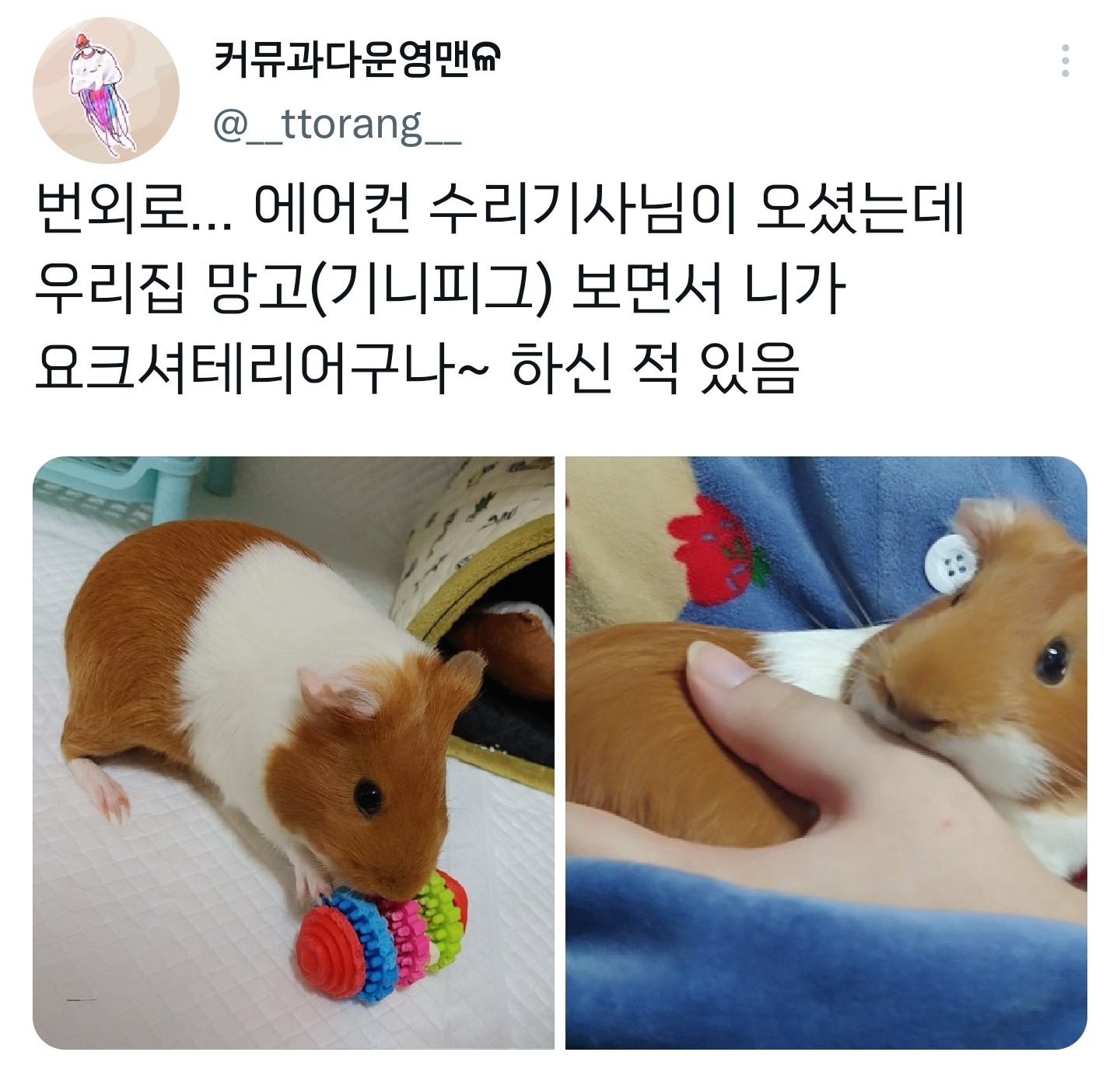 순수하게 동물을 좋아하지만 잘 모르는 사람들.twt | 인스티즈