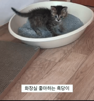 아깽이들은 왜...? | 인스티즈
