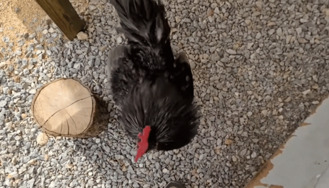 매맞는 삶을 살고 있는 매탈남 근황.jpgif | 인스티즈