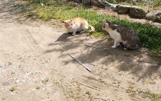 [hahaha] 양어장 냥이들에게는 늘 다정한 무...gif | 인스티즈
