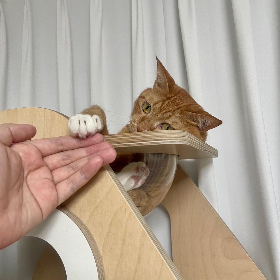 고양이가 시무룩해진 이유 | 인스티즈