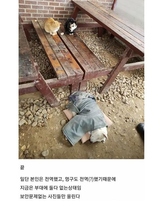 군부대에 들어와 살기 시작한 멍구 | 인스티즈