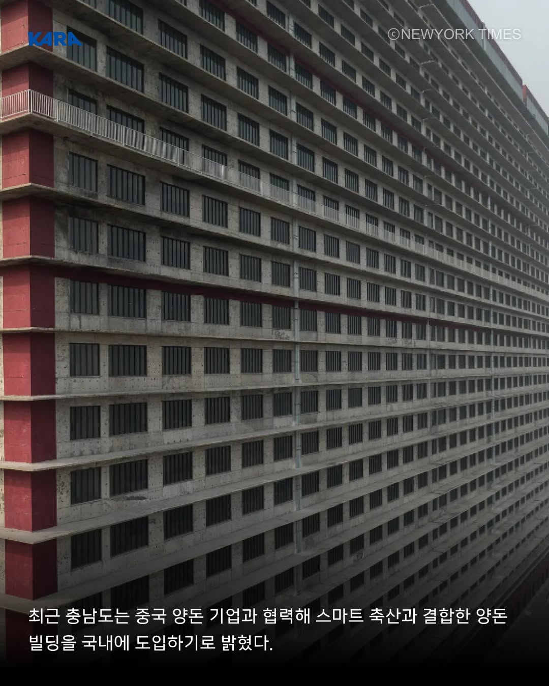 충남도, 살육의 아파트 'AI 돼지빌딩' 추진 | 인스티즈