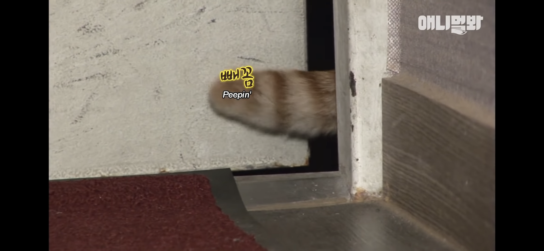 길고양이 목에 쪽지를 달자 생긴 영화같은 일 | 인스티즈