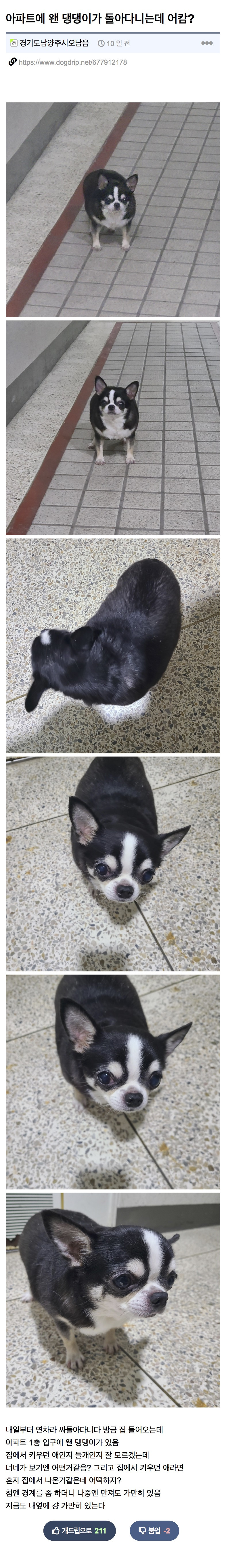 길잃은 뚱쭝 치와와 주인 찾아준 개드립인 | 인스티즈