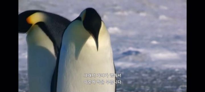 펭귄이 자신의 남편/아내와 자식을 구분하는 법 .jpg gif | 인스티즈