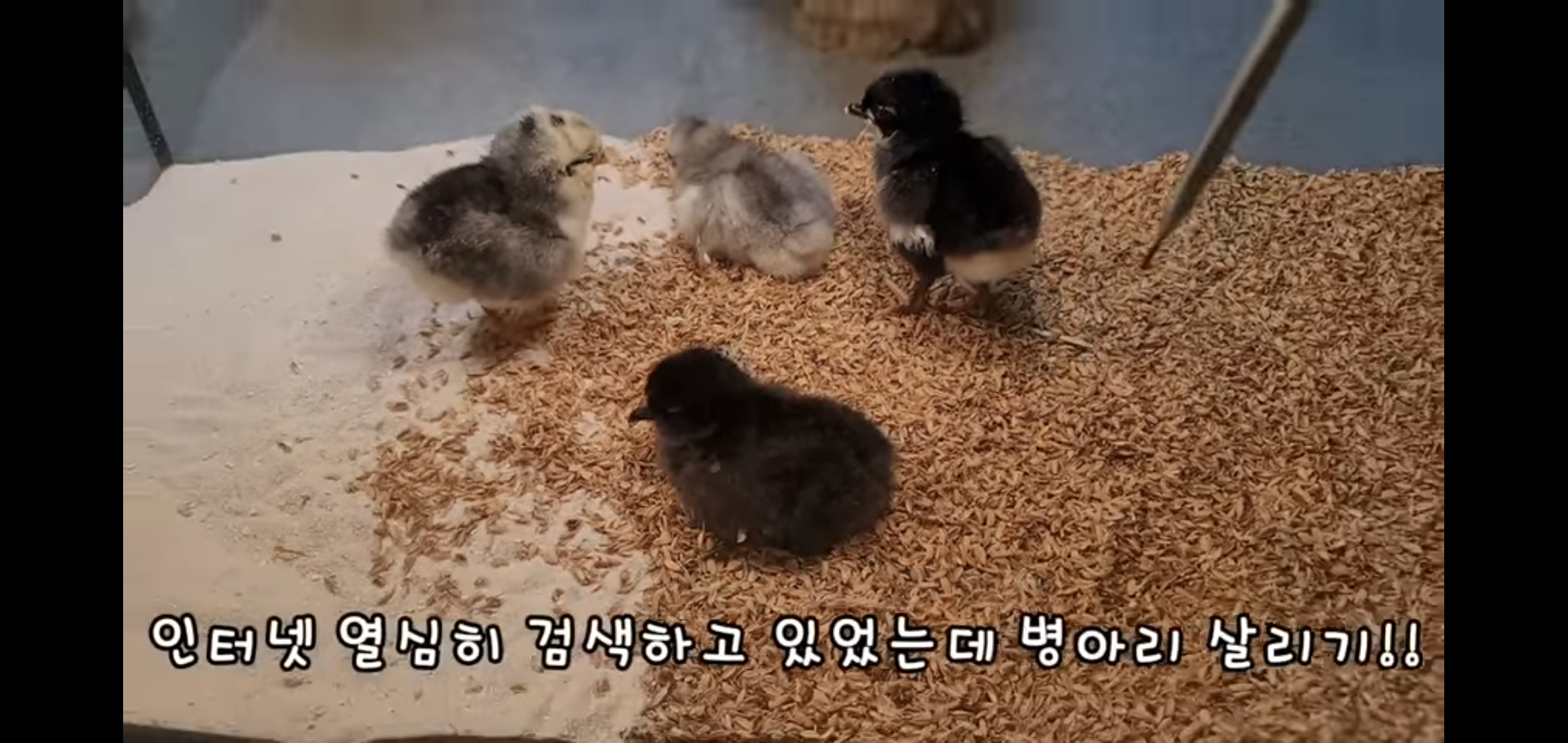 오늘자 폭력적이고 불쌍한 영상 올린 유튜버 매탈남.jpg | 인스티즈