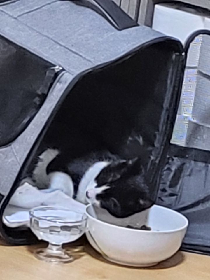 몰래 훔쳐보는 고양이 모음집 | 인스티즈