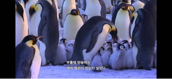 펭귄이 자신의 남편/아내와 자식을 구분하는 법 .jpg gif | 인스티즈