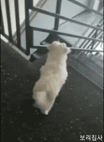 일본인들이 흔히 착각한다는 한국말.JPG | 인스티즈