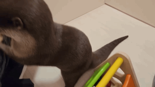 지옥이 다름없는 충격적인 일본 수달 카페.. | 인스티즈