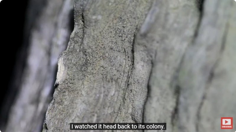 거대한 수조에 열대우림 환경을 조성해놓으면 생기는 일 - 4 | 인스티즈